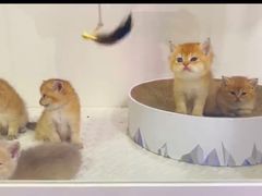 -青奢宠物·青奢猫舍