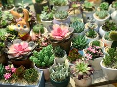 -双季花艺园艺市场(浦东店)