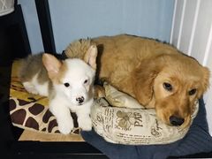 -爱侣宠医·鹦鹉专科·小型哺乳类·异宠专科(灵石路店)