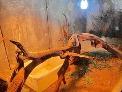 -深圳野生动物园
