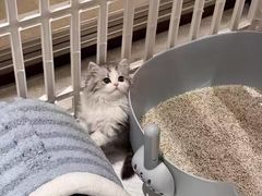 -猫十亿·布偶金渐层·曼基康矮脚猫舍(青年路店)