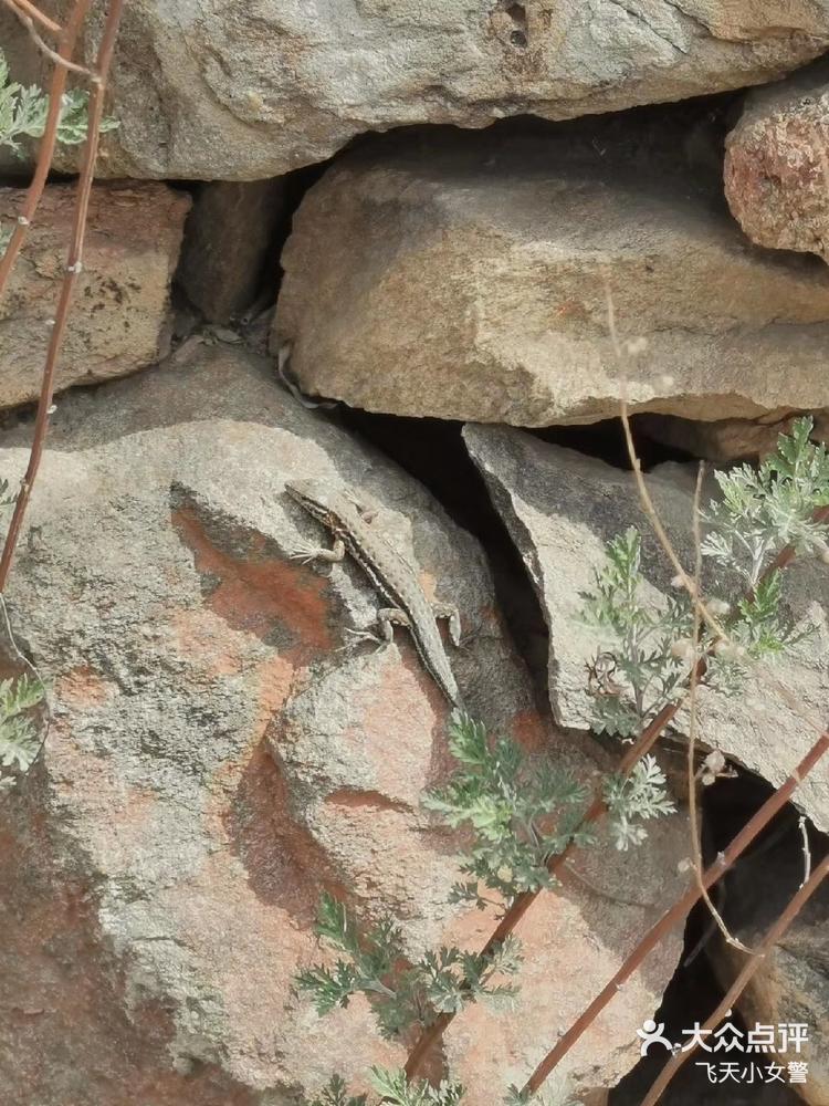 今天去郊区踏春了.残垣断壁上的小壁虎还-大众点评