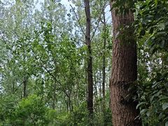 -合肥滨湖国家森林公园