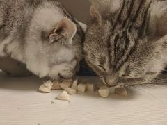 -喵zoo家庭繁育猫舍(尖东智能花园店)