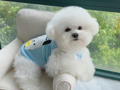 -翊宠yipet猫狗购宠庄园犬舍•猫舍