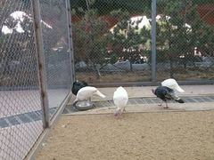 -太阳部落