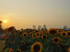 -瑶湖郊野森林公园
