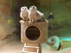 -酷嗒动物文化乐园(cutezoo西溪乐天城店)