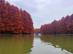 -上海海湾国家森林公园