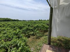 -樂桃源奉贤黄桃种植采摘基地