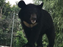-西安秦岭野生动物园