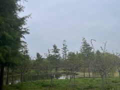 -贡湖湾湿地公园