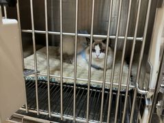 -米苏动物医院·犬猫专科·骨科外科内窥镜