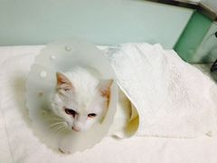 -纳吉亚猫专科动物医院博雅分院