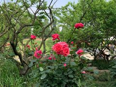 -秀丽东方