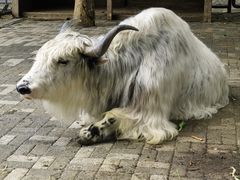 -长白岛森林公园