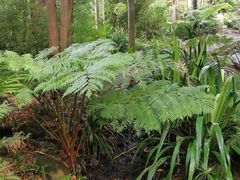 -墨尔本皇家植物园