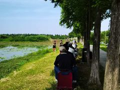 -洪湖生态旅游区