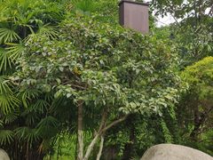 -桂湖森林公园