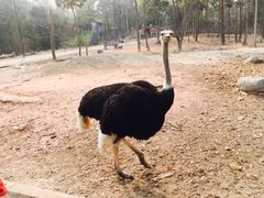 -清迈夜间动物园