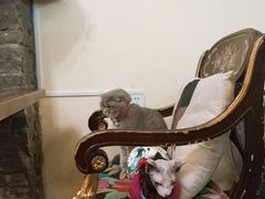 -猫色咖啡·猫咖