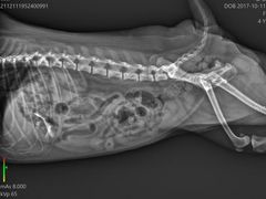 -爱诺耐芙动物医院(万博店)