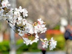-高东镇樱花园