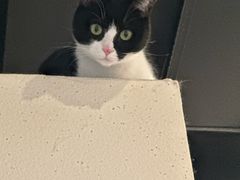 -原田新料理(1912店)