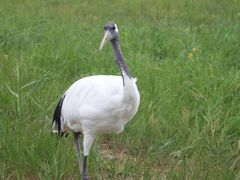 -盐城丹顶鹤湿地生态旅游区