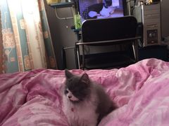 -爱侣宠医·鹦鹉专科·小型哺乳类·异宠专科(灵石路店)