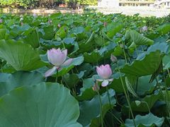-荔湾湖公园