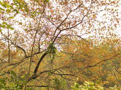 -番禺大夫山森林公园