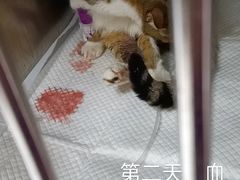 -安安宠物医院(佳林路分院)