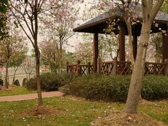 -广东花都湖国家湿地公园