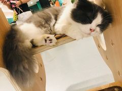 -飞行喵MR PILOT|猫舍·猫咖(静安大融城店)