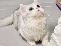 -Bastet sally猫舍购宠(静安店)