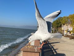 -呈贡滇池生态湿地公园