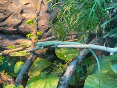 -上海大自然野生昆虫馆(东方明珠·爬宠昆虫探索中心)