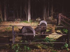 -清迈夜间动物园