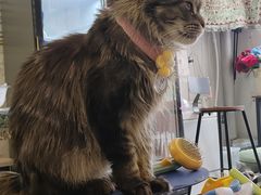 -平行世界·猫咖(首经贸店)