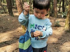 -铁山坪森林公园