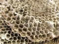 -鸿利海鲜酒楼(塘厦店)