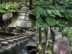 -洛阳白云山景区
