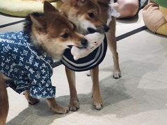 -逗柴咖啡屋·狗咖猫咖宠物桌游