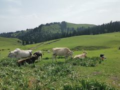 -新疆那拉提国家旅游度假区