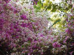 -深圳国际园林花卉博览园