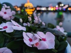 -荷兰花海