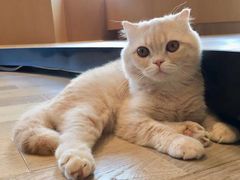 -CAT’S MEWSTAR CAFE·喵星球猫屋(晴湾咖啡店)