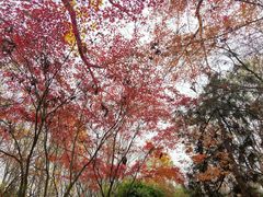 -洛阳市隋唐城遗址植物园