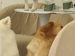 -怪兽屋·羊驼·猫咖·狗咖(俊华广场店)